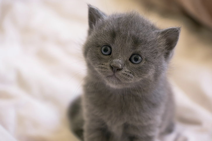 gray Persian kitten, british, kitten, face, eyes, HD wallpaper