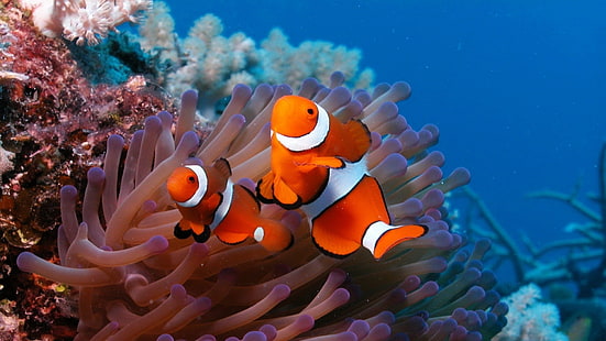 две рыбы-клоуна, море, риф, коралл, рыба, морские анемоны, клоун, HD обои HD wallpaper