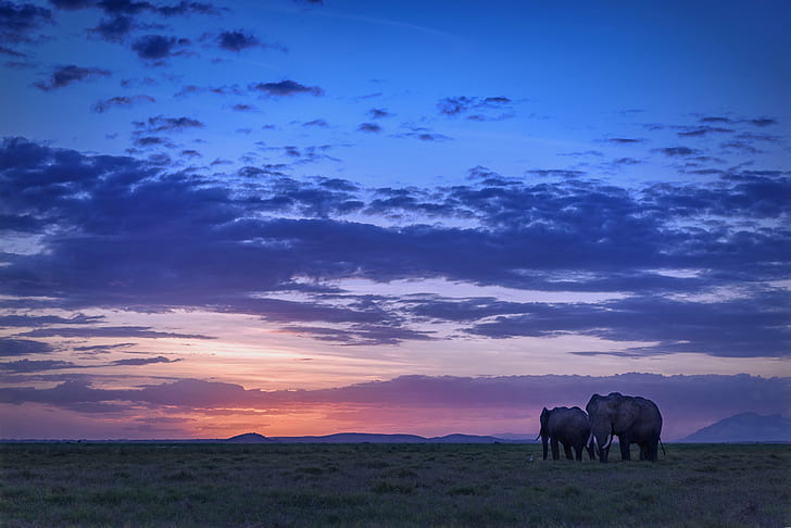 日没時にフィールドに2頭の象、アンボセリ国立公園、ケニア、アンボセリ国立公園、ケニア、象、日没、アンボセリ国立公園、ケニア、東アフリカ、象、野原、アフリカ、動物、野生、劇的、空、自然、動物、哺乳類、野生動物、野生の動物、サファリ動物、風景、 HDデスクトップの壁紙