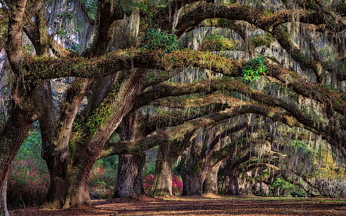 Южная Каролина, Чарльстон, США, деревья, весна, Южная, Каролина, Чарльстон, США, деревья, весна, HD обои HD wallpaper