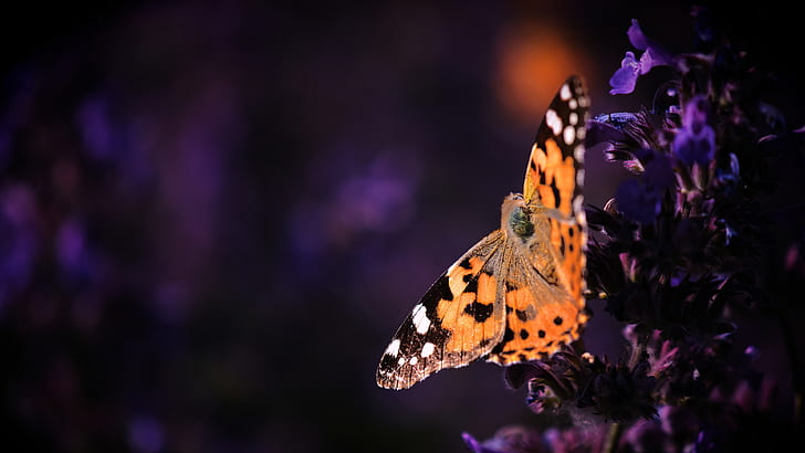 macro, flowers, the dark background, butterfly, orange, purple, insect, red, lilac, urticaria, HD wallpaper