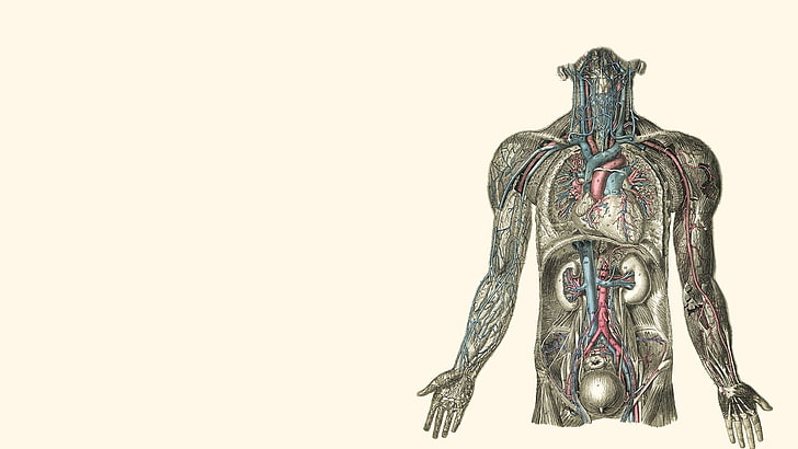 Anatomie, corps, coeurs, humain, illustrations, rein, Fond d'écran HD