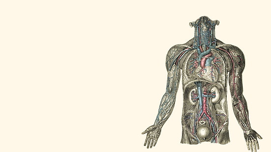anatomía, cuerpo, corazones, humanos, ilustraciones, riñón, Fondo de pantalla HD HD wallpaper