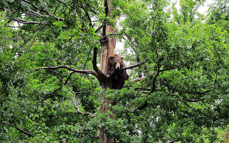 หมีสัตว์ต้นไม้ธรรมชาติ, วอลล์เปเปอร์ HD