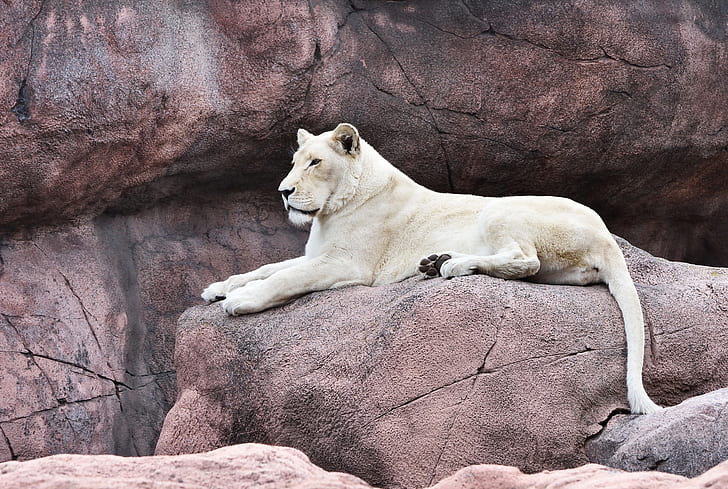 look, face, pose, stones, rocks, paws, beauty, tail, lies, white, lioness, zoo, proud, Queen, important, HD wallpaper