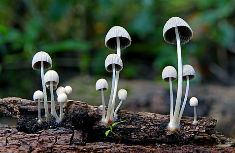 белые грибы, микена, микена, Mycena, sp, белые грибы, грибы, люмикс FZ1000, матушка-природа, панасоник, грибок, природа, гриб, растение, рост, поганка, лес, крупный план, HD обои HD wallpaper