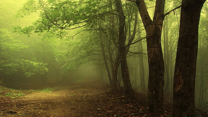 зелени листни дървета, гора, природа, HD тапет