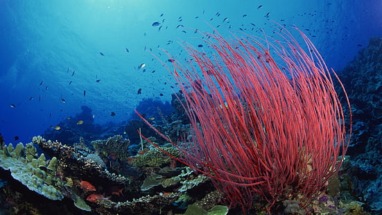 korall, djur, rev, under vattnet, fisk, hav, dykning, marin-, hav, vatten, tropisk, korallrev, vattenlevande, scuba, djur, ås, solljus, djup, saltvatten, lejonfisk, färgrik, hårdkorall, solstråle, exotisk, ljus, HD tapet HD wallpaper