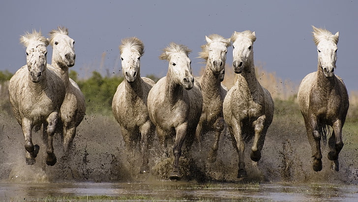 Seven White Horses Horse Herd Water Sea Shore Splash Hd Wallpaper Wallpaperbetter
