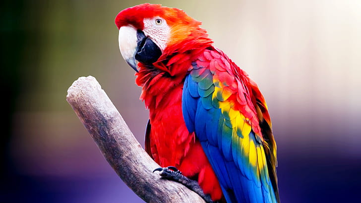 Macaw HD wallpapers free download | Wallpaperbetter