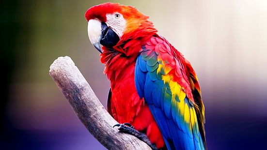 Macaw Parrot 4K, Parrot, Macaw, HD wallpaper HD wallpaper