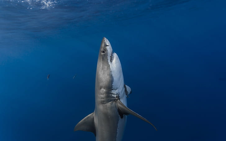Tiburón blanco vertical, tiburón gris, tiburón, tiburón blanco, vertical, emboscada, depredador, superficie, luz solar, Fondo de pantalla HD