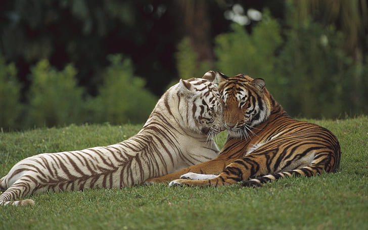 love, predator, pair, tigers, wild cat, HD wallpaper
