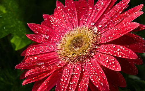 赤いガーバーの花は、モバイル3840×2400の水滴のHdの壁紙ダウンロードで葉します。、 HDデスクトップの壁紙 HD wallpaper