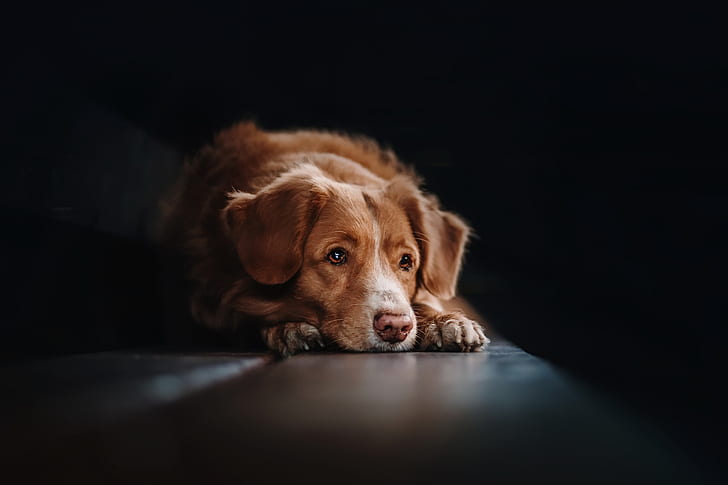 Hund, Tiere, dunkler, einfacher Hintergrund, HD-Hintergrundbild