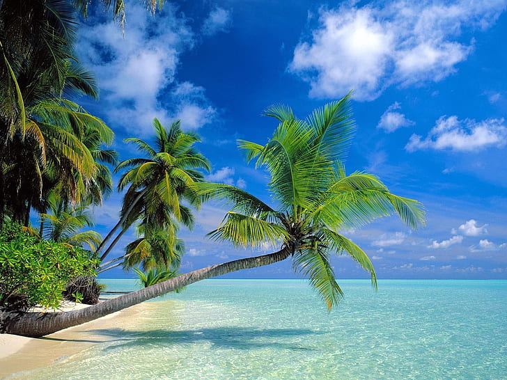 Кокосови дървета плаж, палма близо до морския бряг, кокос, дървета, плаж, HD тапет
