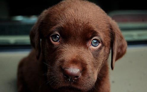 cucciolo marrone, pelo corto, cane, animali, cuccioli, marrone, Labrador Retriever, Sfondo HD HD wallpaper