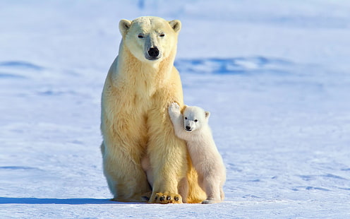 животни, бебета животни, лед, полярни мечки, сняг, HD тапет HD wallpaper
