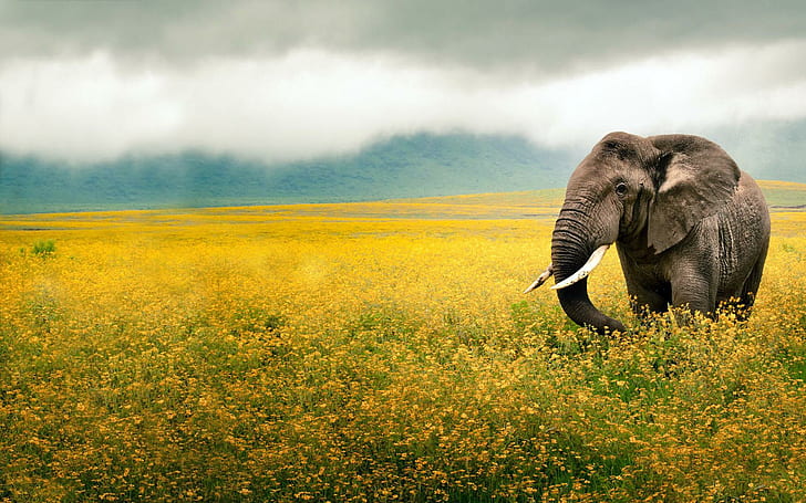 Elephant In A Yellow Field, gray elephant, yellow, field, nature, elephant, animal, animals, HD wallpaper