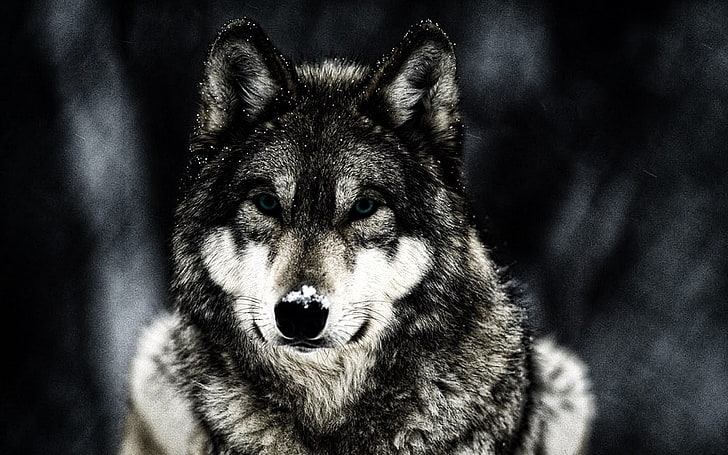 黒と灰色のオオカミ、オオカミ、動物、野生動物、 HDデスクトップの壁紙