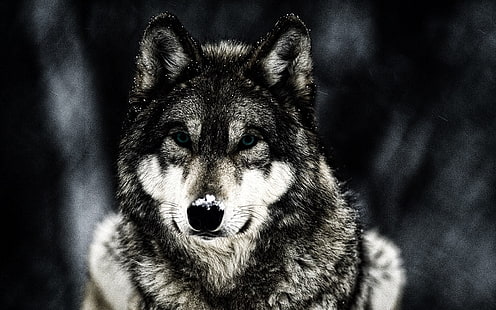 الذئب الأسود والرمادي ، الذئب ، الحيوانات ، الحياة البرية، خلفية HD HD wallpaper