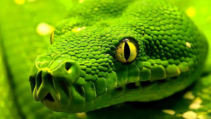 wąż, gad, wąż zielony, dzikie zwierzę, mamba zielona, ​​mamba zielona, ​​wąż, mamba, ścieśniać, Fotografia makro, zwierzę lądowe, Tapety HD