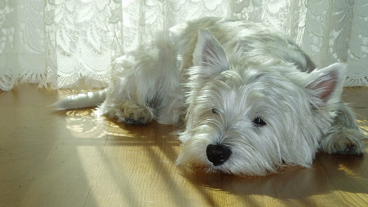Chiens, West Highland White Terrier, Mignon, Chien, Couché, Animal de compagnie, Chiot, Terrier, Fond d'écran HD