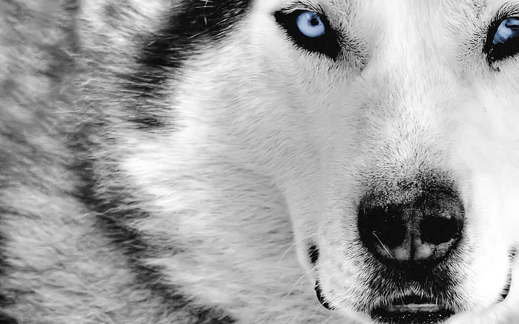 Сибирский хаски, природа, животные, волк, выборочная окраска, HD обои