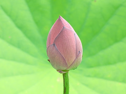 pink Lotus flower bud close-up photo, nelumbo, lotus, nelumbo, Nelumbo, pink, Lotus flower, flower bud, close-up, photo, G7, hi-res, 花, Macro, Group, lotus Water Lily, water Lily, nature, plant, leaf, pond, petal, flower Head, flower, botany, pink Color, summer, HD wallpaper HD wallpaper