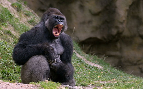 Gorilla, Schwarz, Affe, Gorilla, Schwarz, Affe, HD-Hintergrundbild HD wallpaper