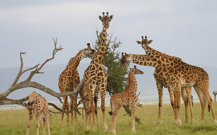 Giraffes Family Pups Dried Wood Dry Savannah Grass Wallpaper Hd For Desktop, HD wallpaper