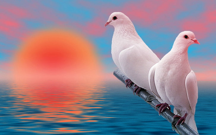 Птицы Красивые белые голуби Любовь на закате Обои для рабочего стола Hd для планшетных ПК и мобильных телефонов 3840 × 2400, HD обои