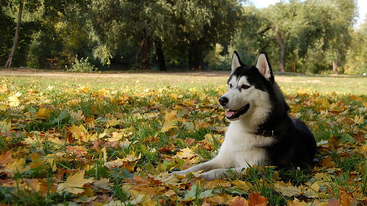 Husky sibérien blanc et noir adulte couché sur le champ d'herbe verte, Husky sibérien, chien, animaux, feuilles, Fond d'écran HD
