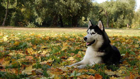 الكبار الأبيض والأسود أجش سيبيريا الكذب على حقل العشب الأخضر ، أجش سيبيريا ، الكلب ، الحيوانات ، الأوراق، خلفية HD HD wallpaper