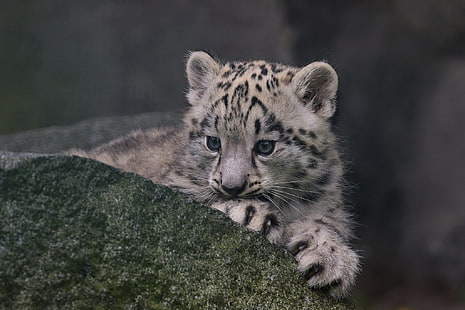 pedra, IRBIS, leopardo da neve, filhote, gatinho, HD papel de parede HD wallpaper