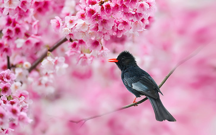 Bird Black Bulbul Hypsipetes Leucocephalus Cherry Blossoms ภาพวอลเปเปอร์ Ultra HD สำหรับเดสก์ท็อปและมือถือ 3840 × 2400, วอลล์เปเปอร์ HD