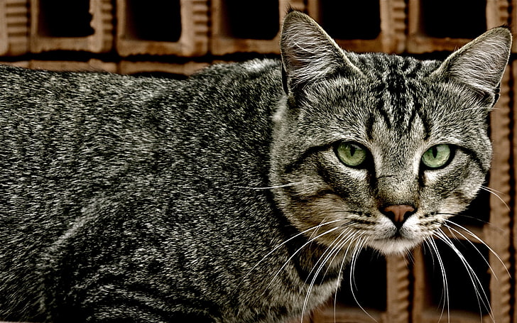 gato atigrado gris, gato, cara, rayas, malla, mirada, Fondo de pantalla HD