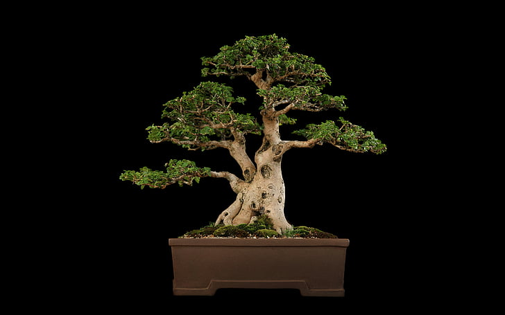 schwarz, bonsai, baum, HD-Hintergrundbild