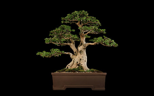 nero, bonsai, albero, Sfondo HD HD wallpaper