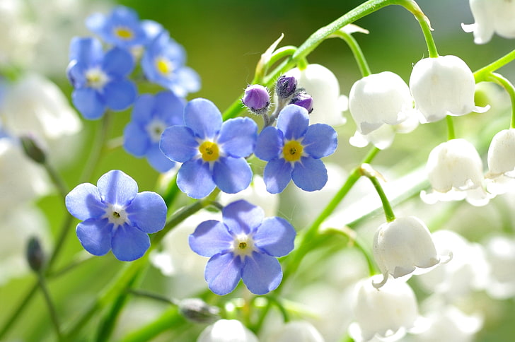 blå glömblommor och vita liljekonvalj blommor, makro, liljor i dalen, glöm-mig-inte, HD tapet