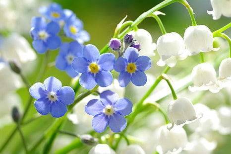 fiori blu del nontiscordardime e fiori bianchi del mughetto, macro, mughetti, nontiscordardime, Sfondo HD HD wallpaper