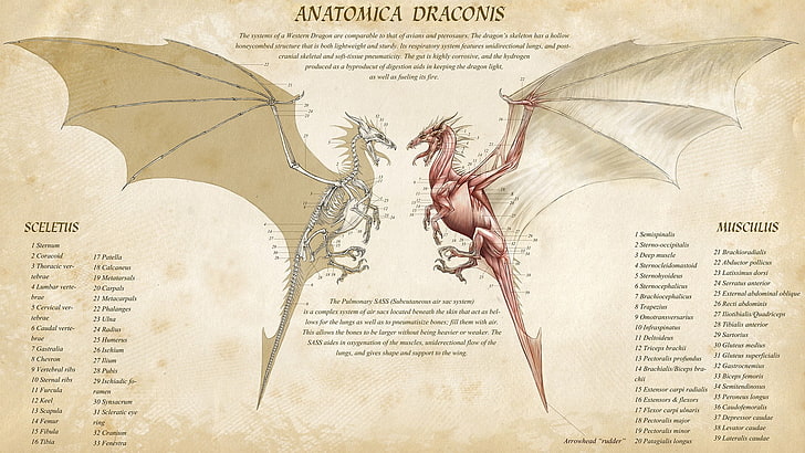Papel de parede de Anatomica Dragons, dragão, arte de fantasia, infográficos, HD papel de parede