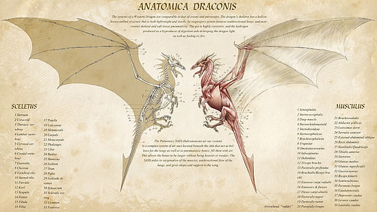 Обои Anatomica Dragons, дракон, фэнтези арт, инфографика, HD обои HD wallpaper
