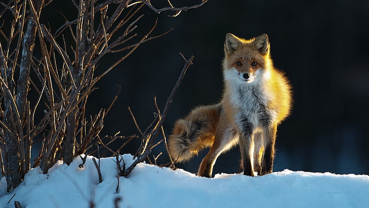 nature, animals, fox, HD wallpaper