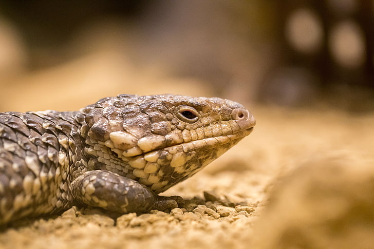 brown lizard, lizard, reptile, color, close-up, HD wallpaper