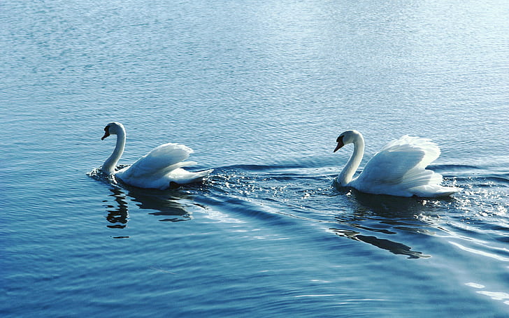 Лебед, Двойка, Вода, две бели патици, лебед, двойка, вода, HD тапет