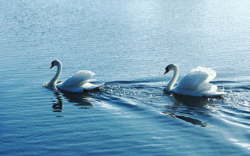 Cisne, par, água, dois patos brancos, cisne, par, água, HD papel de parede HD wallpaper