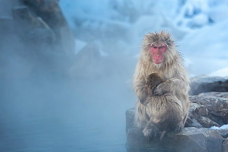 Monkeys, Japanese Macaque, HD wallpaper HD wallpaper