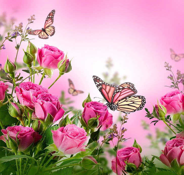 две розовые бабочки, бабочки, цветы, розы, цветущие, розовые, цвести, красивые, бабочки, HD обои