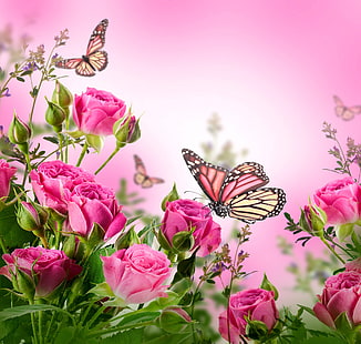 two pink butterflies, butterfly, flowers, roses, flowering, pink, blossom, beautiful, butterflies, HD wallpaper HD wallpaper